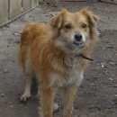 Подробнее об объявлении «Липецк Найдена собака» Фото: найдена собака  «Липецк Найдена собака» в г. Липецк