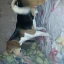 Подробнее об объявлении «Пропала собака кобель помогите найти Симферополь» Фото: пропала собака Бигль «Пропала собака кобель помогите найти Симферополь» в г. Симферополь