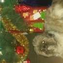 Подробнее об объявлении «Подольск Пропала собака кобель ши тцу» Фото: пропала собака Ши-тцу «Подольск Пропала собака кобель ши тцу» в г. Подольск