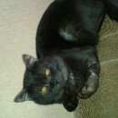 Подробнее об объявлении «Пропал кот Оренбург» Фото: пропала кошка Британская короткошерстная «Пропал кот Оренбург» в г. Оренбург