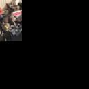 Подробнее об объявлении «Пропала собака кобель Солнечногорск» Фото: пропала собака  «Пропала собака кобель Солнечногорск» в г. Солнечногорск