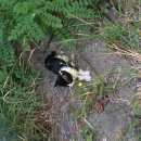 Подробнее об объявлении «Геленджик Найдена кошка» Фото: найдена кошка  «Геленджик Найдена кошка» в г. Геленджик