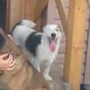 Подробнее об объявлении «Пропала собака Пермь» Фото: пропала собака  «Пропала собака Пермь» в г. Пермь