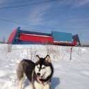 Подробнее об объявлении «Пропала собака Нижний Новгород» Фото: пропала собака Сибирская хаски «Пропала собака Нижний Новгород» в г. Нижний Новгород