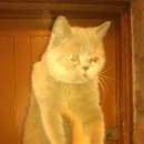 Подробнее об объявлении «Найден кот Оренбург» Фото: найдена кошка Британская короткошерстная «Найден кот Оренбург» в г. Оренбург