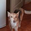 Подробнее об объявлении «Липецк Пропала собака может быть в тамбовской обл.» Фото: пропала собака  «Липецк Пропала собака может быть в тамбовской обл.» в г. Липецк