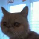 Подробнее об объявлении «Найдена кошка Магнитогорск» Фото: найдена кошка  «Найдена кошка Магнитогорск» в г. Магнитогорск