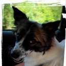 Подробнее об объявлении «Пропала собака Пермь» Фото: пропала собака  «Пропала собака Пермь» в г. Пермь