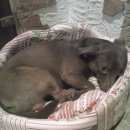 Подробнее об объявлении «Пропала собака Энгельс» Фото: пропала собака  «Пропала собака Энгельс» в г. Энгельс