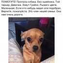 Подробнее об объявлении «Пропала собака рыжая малышка. Звенигород» Фото: пропала собака Той-терьер «Пропала собака рыжая малышка. Звенигород» в г. Звенигород