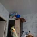 Подробнее об объявлении «Пропал попугай корелла Нижний Новгород» Фото: пропало другое животное  «Пропал попугай корелла Нижний Новгород» в г. Нижний Новгород