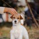 Подробнее об объявлении «Пропала собака Нижний Новгород» Фото: пропала собака Джек рассел терьер «Пропала собака Нижний Новгород» в г. Нижний Новгород