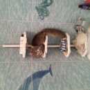 Подробнее об объявлении «Пропал кот Подольск» Фото: пропала кошка  «Пропал кот Подольск» в г. Подольск