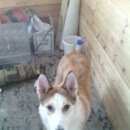 Подробнее об объявлении «Воронеж Найдена собака западно-сибирская лайка» Фото: найдена собака Западно-сибирская лайка «Воронеж Найдена собака западно-сибирская лайка» в г. Воронеж