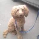 Подробнее об объявлении «Красноярск Найдена собака кобель» Фото: найдена собака Пудель «Красноярск Найдена собака кобель» в г. Красноярск