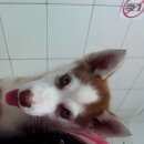 Подробнее об объявлении «Пропала собака породы хаски Краснодар» Фото: пропала собака Сибирская хаски «Пропала собака породы хаски Краснодар» в г. Краснодар