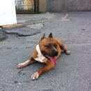 Подробнее об объявлении «Найдена собака кобель Ульяновск» Фото: найдена собака Стаффордширский бультерьер «Найдена собака кобель Ульяновск» в г. Ульяновск