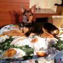 Подробнее об объявлении «Пропала собака Пермь» Фото: пропала собака  «Пропала собака Пермь» в г. Пермь