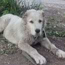 Подробнее об объявлении «Омск Пропала собака девочка 5.5 мес алабая» Фото: пропала собака Среднеазиатская овчарка «Омск Пропала собака девочка 5.5 мес алабая» в г. Омск