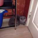 Подробнее об объявлении «Найдена кошка Ханты-Мансийск» Фото: найдена кошка  «Найдена кошка Ханты-Мансийск» в г. Ханты-Мансийск