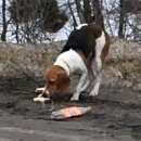 Подробнее об объявлении «Пропала собака кобель Красноармейск (Саратовск.)» Фото: пропала собака  «Пропала собака кобель Красноармейск (Саратовск.)» в г. Красноармейск (Саратовск.)