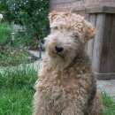 Подробнее об объявлении «Пропала собака Новосибирск» Фото: пропала собака Вельш-терьер «Пропала собака Новосибирск» в г. Новосибирск