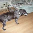 Подробнее об объявлении «Найдена собака кобель Нижний Новгород» Фото: найдена собака Курцхаар «Найдена собака кобель Нижний Новгород» в г. Нижний Новгород