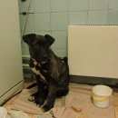 Подробнее об объявлении «Новокузнецк Найдена собака кобель» Фото: найдена собака Американский стаффордширский терьер «Новокузнецк Найдена собака кобель» в г. Новокузнецк