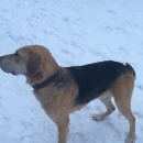 Подробнее об объявлении «Найдена собака кобель Сланцы» Фото: найдена собака  «Найдена собака кобель Сланцы» в г. Сланцы