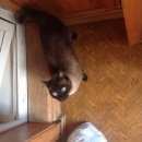 Подробнее об объявлении «Найден кот Реутов» Фото: найдена кошка Сиамская «Найден кот Реутов» в г. Реутов