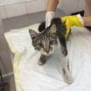 Подробнее об объявлении «Найдена кошка Москва» Фото: найдена кошка  «Найдена кошка Москва» в г. Москва