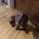 Подробнее об объявлении «Воронеж Найдена собака кобель такса мальчик коричневая в новогоднюю ночь» Фото: найдена собака Такса «Воронеж Найдена собака кобель такса мальчик...» в г. Воронеж