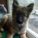 Подробнее об объявлении «Пропала собака Реутов» Фото: пропала собака Кеесхонд «Пропала собака Реутов» в г. Реутов