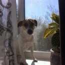 Подробнее об объявлении «Пропала собака Пермь» Фото: пропала собака Джек рассел терьер «Пропала собака Пермь» в г. Пермь