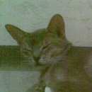 Подробнее об объявлении «Тверь Пропала кошка» Фото: пропала кошка Абиссинская «Тверь Пропала кошка» в г. Тверь
