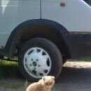 Подробнее об объявлении «Найдена кошка Реутов» Фото: найдена кошка  «Найдена кошка Реутов» в г. Реутов