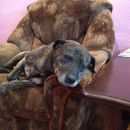 Подробнее об объявлении «Пропала собака кобель Ханты-Мансийск» Фото: пропала собака  «Пропала собака кобель Ханты-Мансийск» в г. Ханты-Мансийск