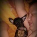 Подробнее об объявлении «Пропала собака кобель Омск» Фото: пропала собака Той-терьер «Пропала собака кобель Омск» в г. Омск