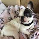 Подробнее об объявлении «Красноярск Найдена собака кобель французский бульдог» Фото: найдена собака Французский бульдог «Красноярск Найдена собака кобель французский...» в г. Красноярск