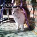 Подробнее об объявлении «Пропал кот Ростов-на-Дону» Фото: пропала кошка  «Пропал кот Ростов-на-Дону» в г. Ростов-на-Дону