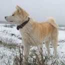 Подробнее об объявлении «Пропала собака Нарофоминск» Фото: пропала собака Акита-ину «Пропала собака Нарофоминск» в г. Нарофоминск