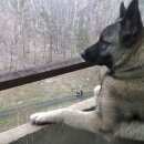 Подробнее об объявлении «Пропала собака кобель лайки Санкт-Петербург» Фото: пропала собака  «Пропала собака кобель лайки Санкт-Петербург» в г. Санкт-Петербург