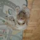 Подробнее об объявлении «Шлиссельбург Найдена собака кобель» Фото: найдена собака  «Шлиссельбург Найдена собака кобель» в г. Шлиссельбург