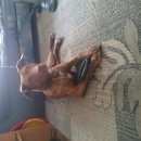 Подробнее об объявлении «Щербинка Найдена собака отдадим в хорошие руки» Фото: найдена собака  «Щербинка Найдена собака отдадим в хорошие руки» в г. Щербинка