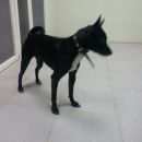 Подробнее об объявлении «Красноярск Найдена собака кобель» Фото: найдена собака  «Красноярск Найдена собака кобель» в г. Красноярск