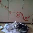 Подробнее об объявлении «Новокузнецк Найдена собака» Фото: найдена собака  «Новокузнецк Найдена собака» в г. Новокузнецк