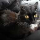Подробнее об объявлении «Электроугли Пропал кот черный кот, г.» Фото: пропала кошка Сибирская «Электроугли Пропал кот черный кот, г.» в г. Электроугли