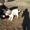 Подробнее об объявлении «Ковров Найдена кошка собака» Фото: найдена кошка  «Ковров Найдена кошка собака» в г. Ковров