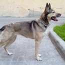 Подробнее об объявлении «Пропала собака лиговский проспект дом 83 Санкт-Петербург» Фото: пропала собака  «Пропала собака лиговский проспект дом 83...» в г. Санкт-Петербург