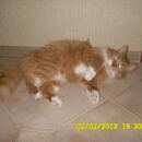 Подробнее об объявлении «Электроугли Пропал кот» Фото: пропала кошка  «Электроугли Пропал кот» в г. Электроугли